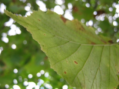 Œuvre de Magritte2: feuille numéro 14