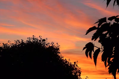 Résultat de recherche: Ombres chinoises