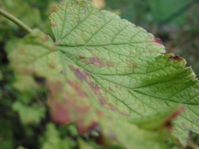 Œuvre de Magritte2: feuille numéro 12