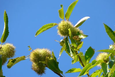 Résultat de recherche: Délicieuses sous la cendre !