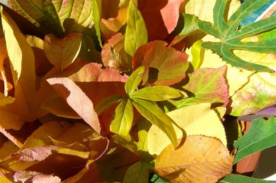 Résultat de recherche: L'automne arrive au galop !