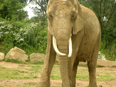 Résultat de recherche: Animaux & cie