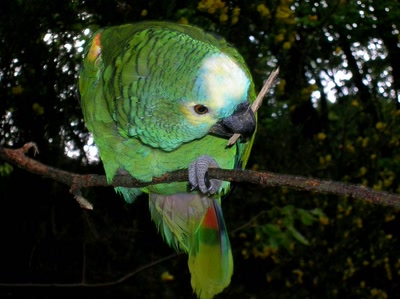 Résultat de recherche: Animaux & cie