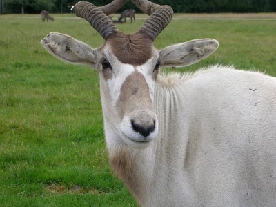 Résultat de recherche: Animaux & cie