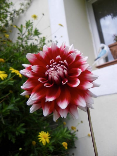 Œuvre de Mimiie: Eclatements de couleurs