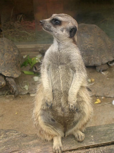 Résultat de recherche: Animaux & cie