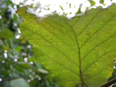 Œuvre de Magritte2: feuille numéro 16