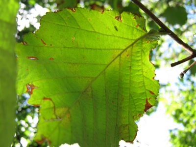 Œuvre de Magritte2: feuille numéro 19