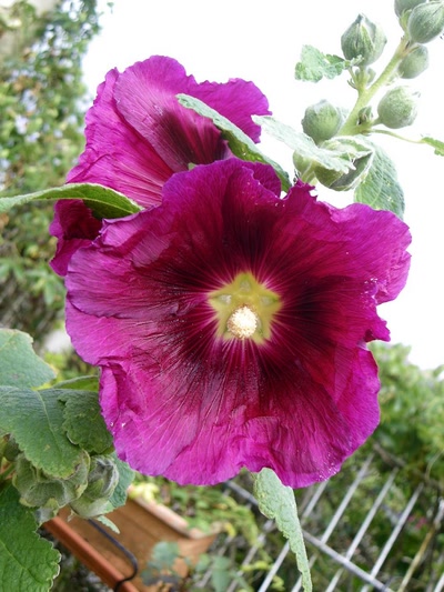 Œuvre de Mimiie: Eclatements de couleurs