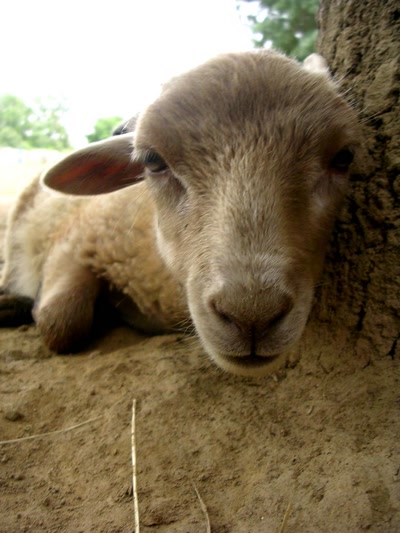 Résultat de recherche: Animaux & cie