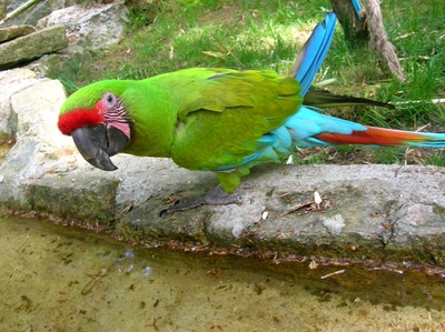 Résultat de recherche: Animaux & cie