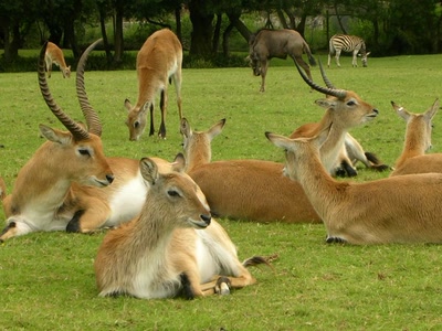 Résultat de recherche: Animaux & cie