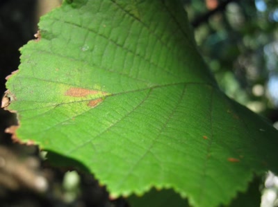 Œuvre de Magritte2: feuille numéro 20