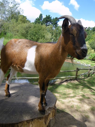 Résultat de recherche: Animaux & cie