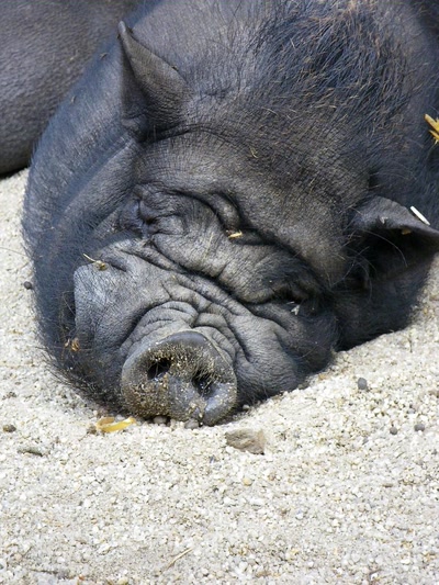 Résultat de recherche: Animaux & cie