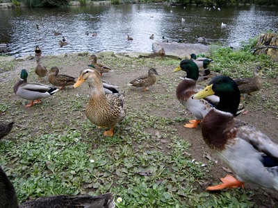 Résultat de recherche: Animaux & cie