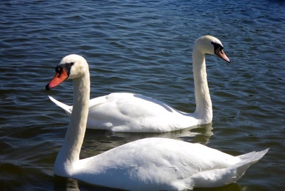 Résultat de recherche: Animaux & cie