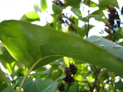 Œuvre de Magritte2: feuille numéro 17