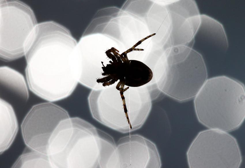 Epeire diadème au bord de l'eau.