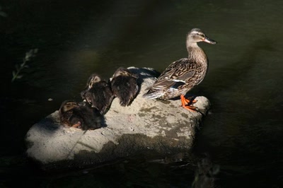 Résultat de recherche: Repos surveillé avec les derniers rayons du soleil