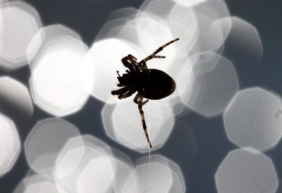 Epeire diadème au bord de l'eau.