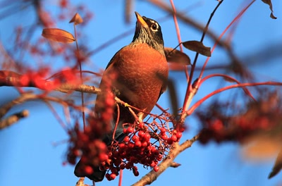 Résultat de recherche: Merle d'Amérique