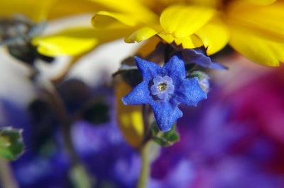 Œuvre de perreg: myosotis ?