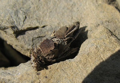 Résultat de recherche: le nom de cet insect ,?