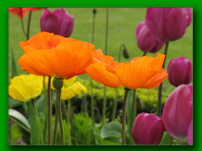 Œuvre de biotrans: Pavots