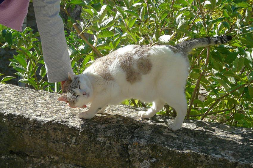 C'est bon les caresses !