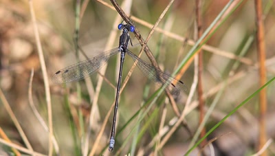 Résultat de recherche: Petite libellule.