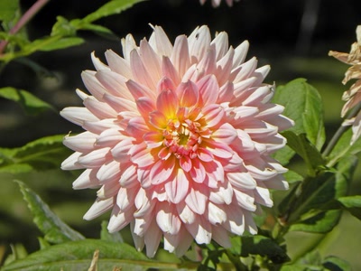 Œuvre de couleurs: Dahlia