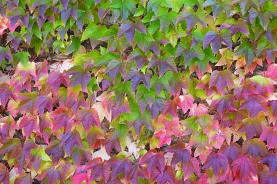 Résultat de recherche: Tapisserie naturelle