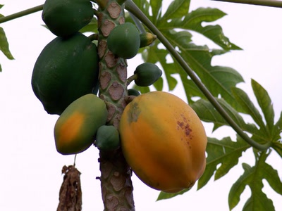 les papayes sort mûres