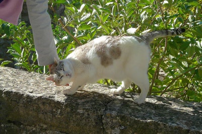 Résultat de recherche: C'est bon les caresses !