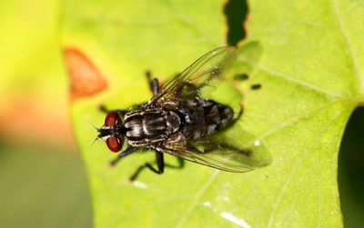 Résultat de recherche: Survol de la mouche
