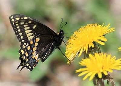 Résultat de recherche: Papillon au travail
