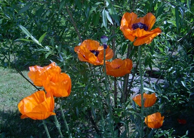 Œuvre de clau: pavots de printemps