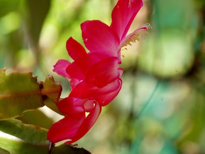 Œuvre de toe: garde a vous !