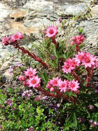 Œuvre de clau: joubarbe