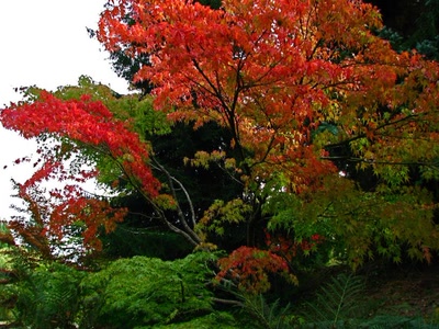 Œuvre de Alle: Couleurs d'Automne