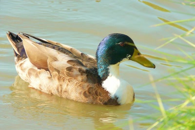 Résultat de recherche: Coin-coin !