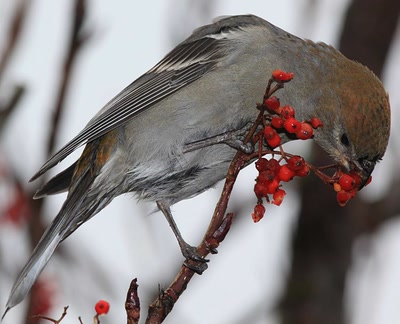 Résultat de recherche: Dur-bec femelle.