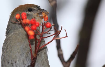 Résultat de recherche: Dur-bec femelle.
