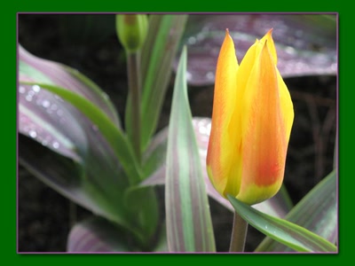 Œuvre de biotrans: Tulipe