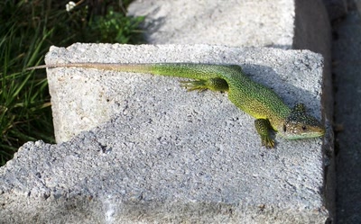 lézard vert