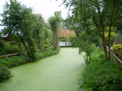 Résultat de recherche: Eau verte