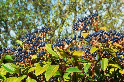 Résultat de recherche: Baies de laurier-tin