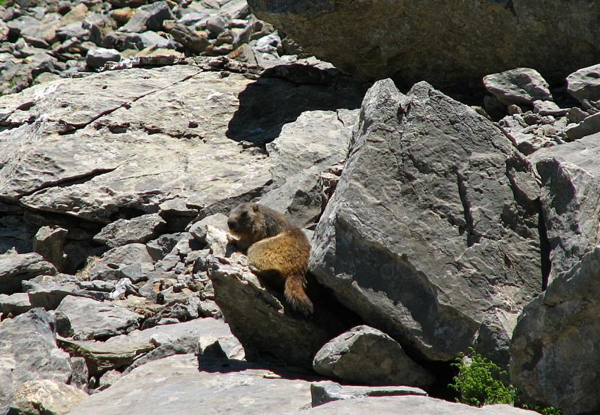 Marmotte
