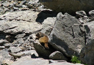 Marmotte